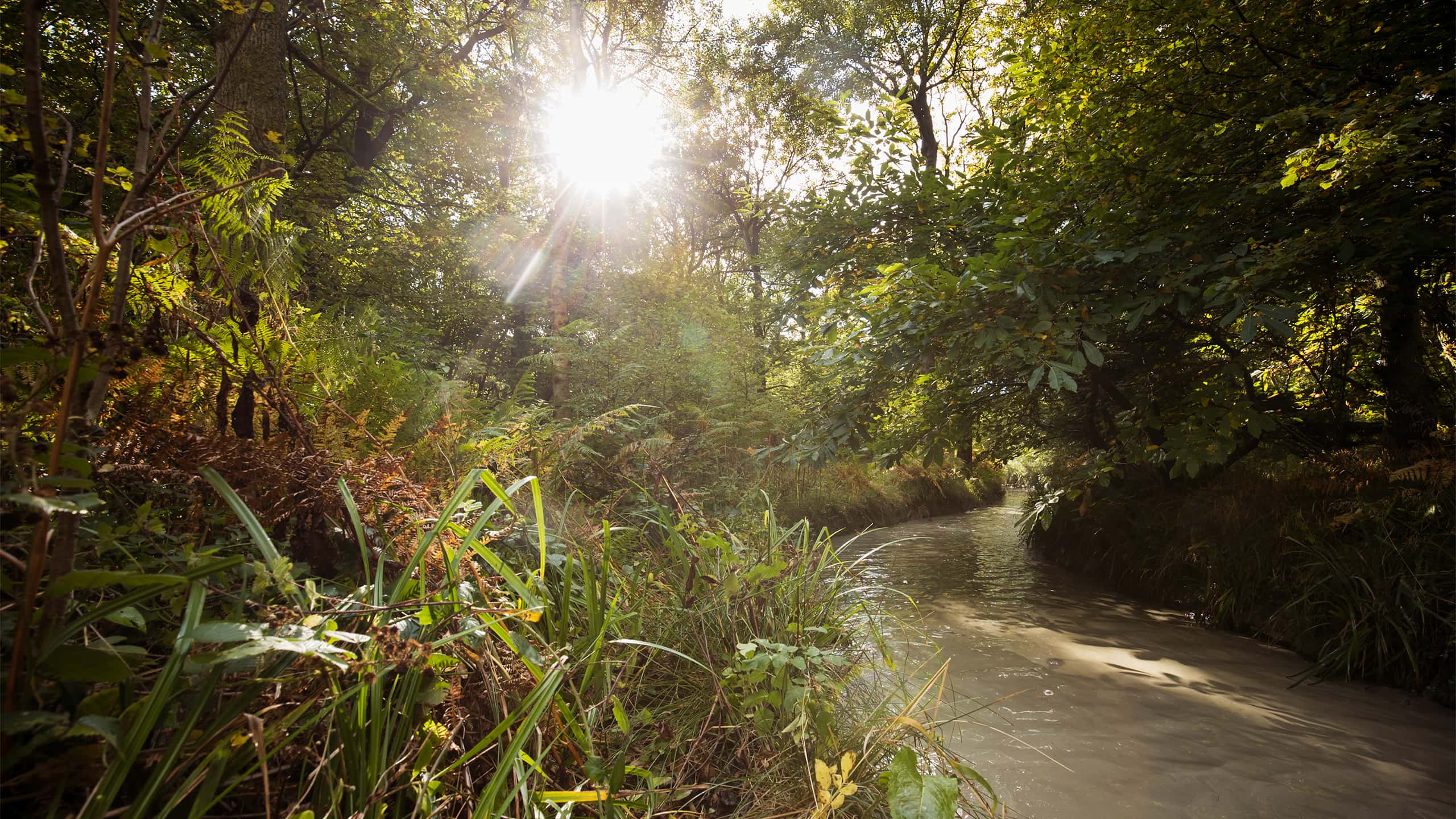 Beautiful pathway and big trees along small river in the green forest with sun light